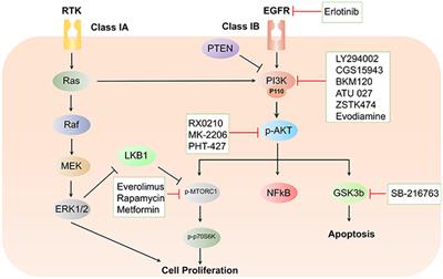 Phosphoinositide 3-Kinase Signaling Pathway in Pancreatic Ductal Adenocarcinoma Progression, Pathogenesis, and Therapeutics